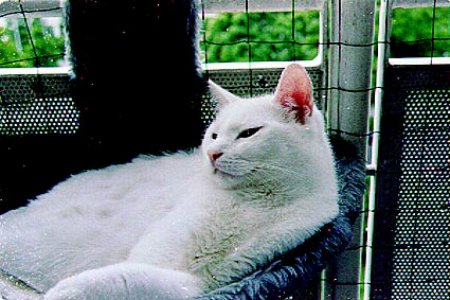 images/cat05.jpg