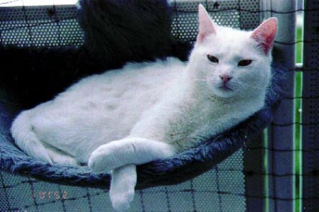 images/cat06.jpg